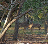Wildlife : 